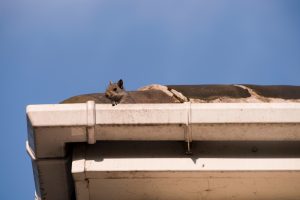 Types of Wildlife That Can Get in Your Georgia Home